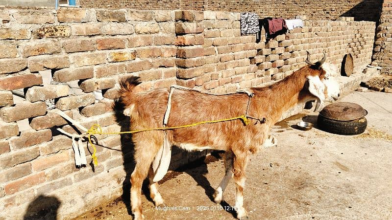 multani naachi bakri exchange possible with dumba 10