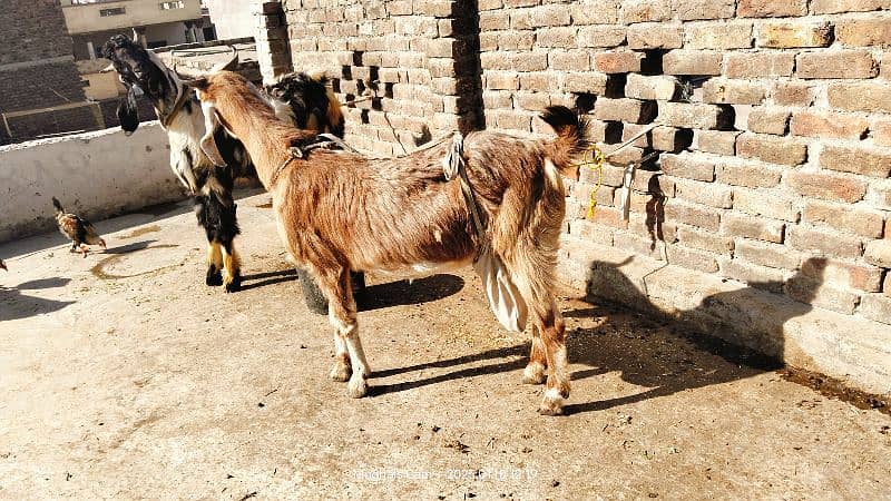 multani naachi bakri exchange possible with dumba 11