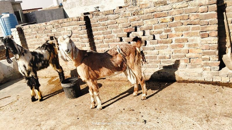 multani naachi bakri exchange possible with dumba 14