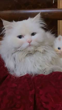 male Persian cat agr 1 year