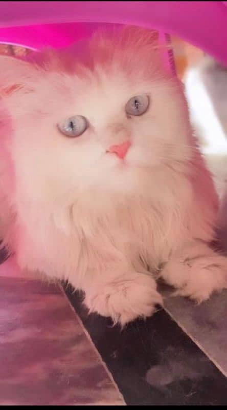 male Persian cat agr 1 year 1