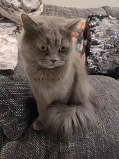 Persian cat for sale