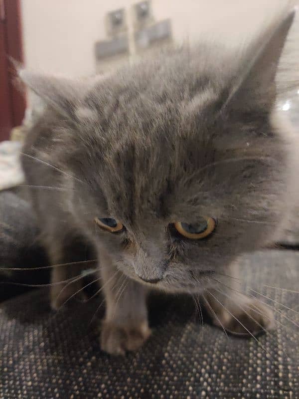 Persian cat for sale 2