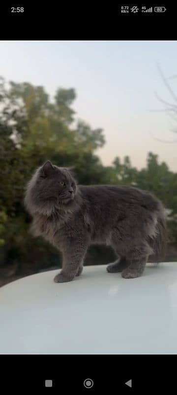 male Persian cat 2