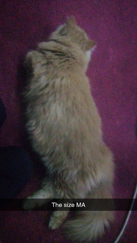 persian male cat 3