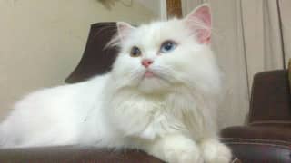 Persian cat double coat