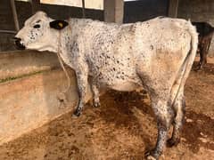 pregnant Heifers for Sale