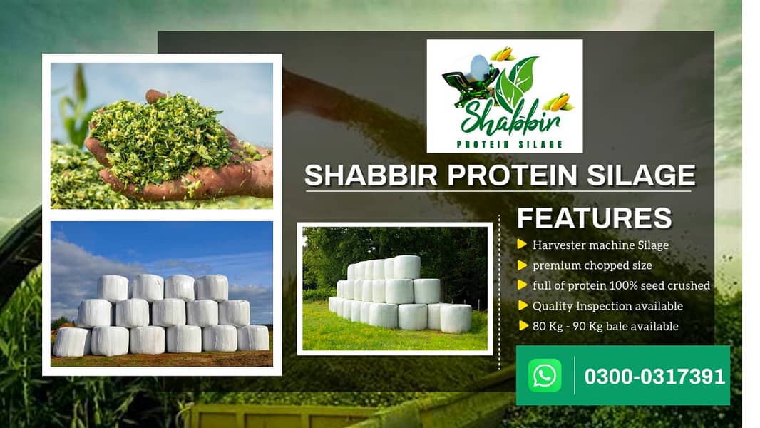 100% Grain Crushed Silage available /silage/corn silage 2