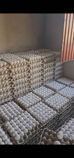 Fresh Farm Eggs