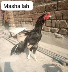 aseel lasani patha for sale