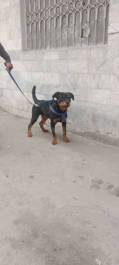 rottweiler