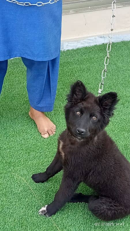 palck German puppy sale age4 month 2