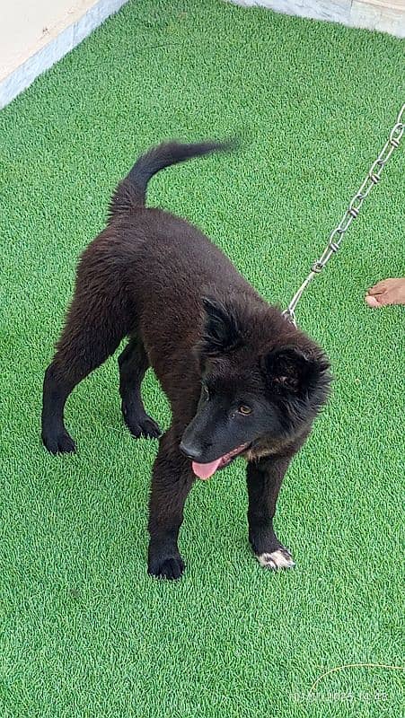 palck German puppy sale age4 month 4