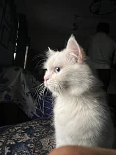 Persian Cat FOR SALE 10000rs