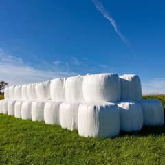 silage/corn silage/maki silage/animal feed/100% Grain Crushed Silage