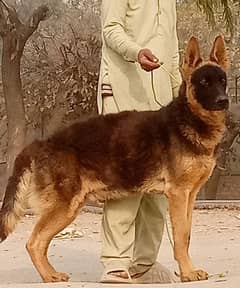 German Shepherd male full long for sale