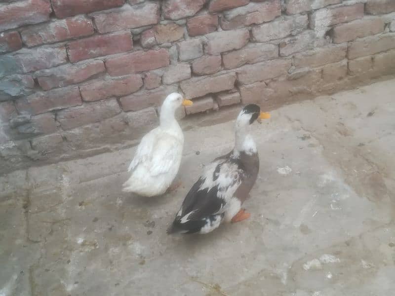 Pair of duck female duck bleadr 1