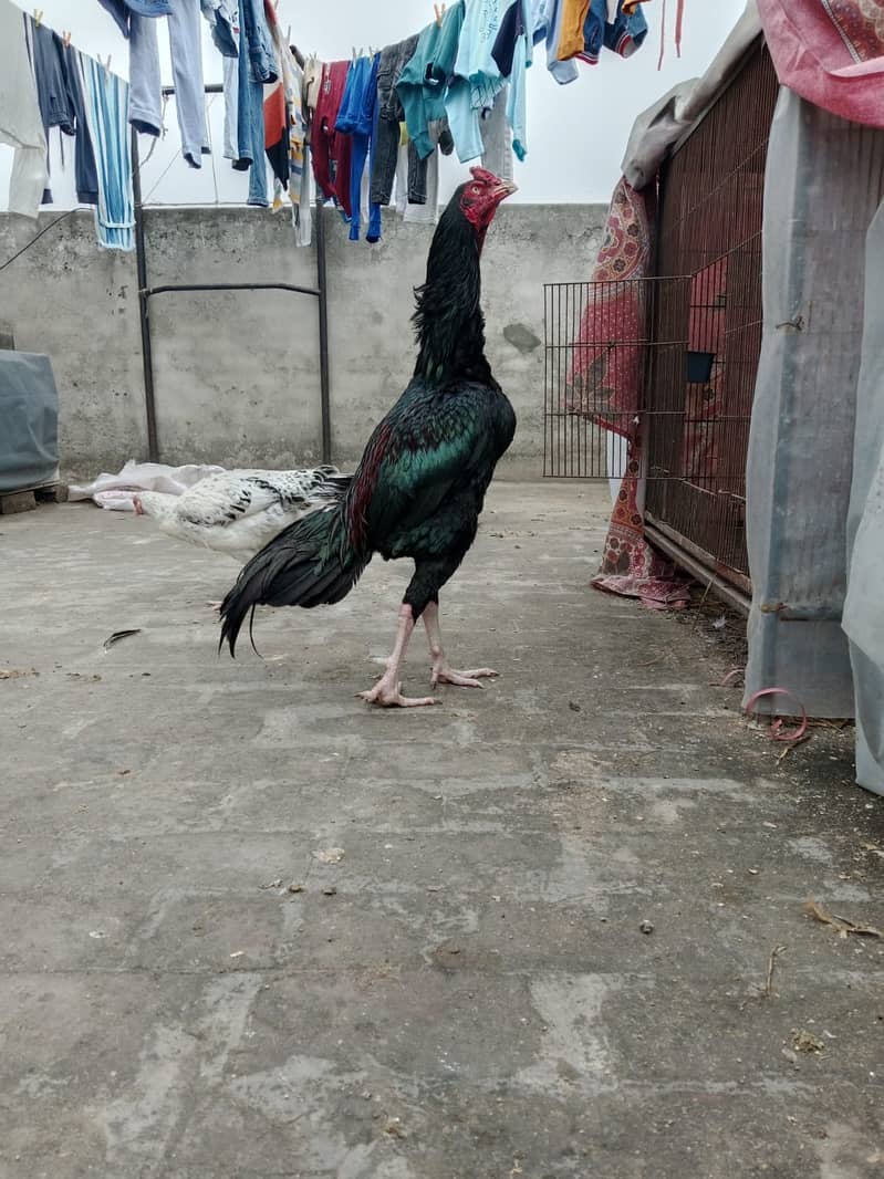 puer mianwali / trio/quality/breeder pair /aseel murgha/pure aseel hen 0