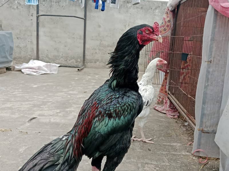 puer mianwali / trio/quality/breeder pair /aseel murgha/pure aseel hen 1