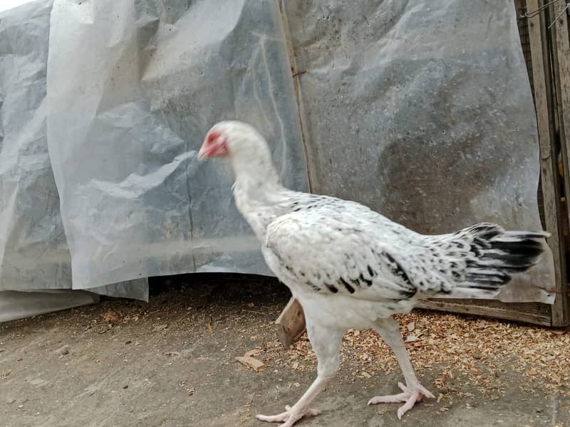 puer mianwali / trio/quality/breeder pair /aseel murgha/pure aseel hen 2