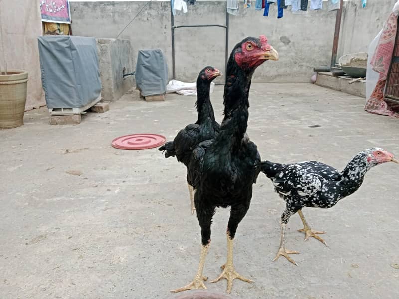 puer mianwali / trio/quality/breeder pair /aseel murgha/pure aseel hen 3