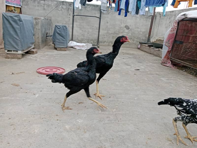 puer mianwali / trio/quality/breeder pair /aseel murgha/pure aseel hen 4