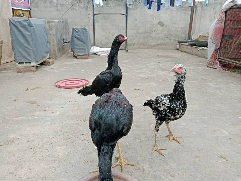 puer mianwali / trio/quality/breeder pair /aseel murgha/pure aseel hen 5