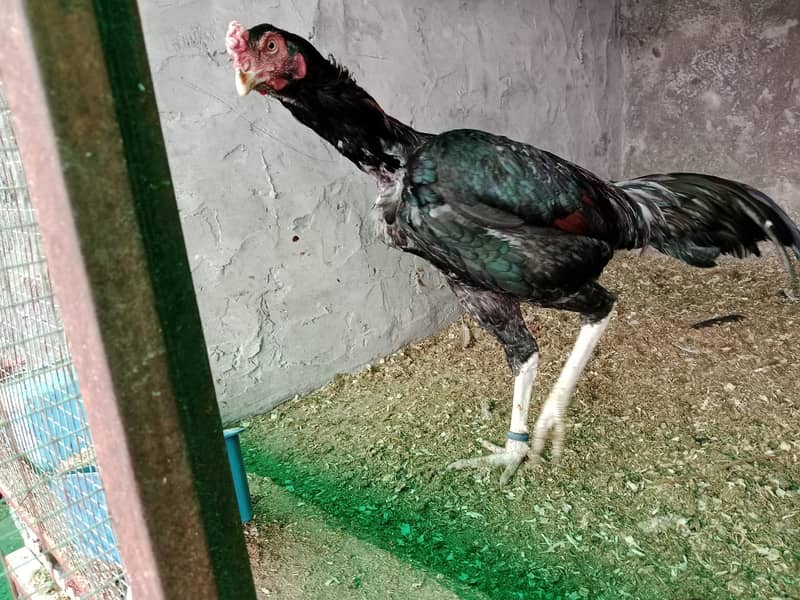 puer mianwali / trio/quality/breeder pair /aseel murgha/pure aseel hen 6