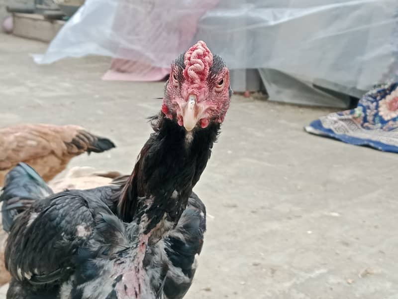 puer mianwali / trio/quality/breeder pair /aseel murgha/pure aseel hen 7