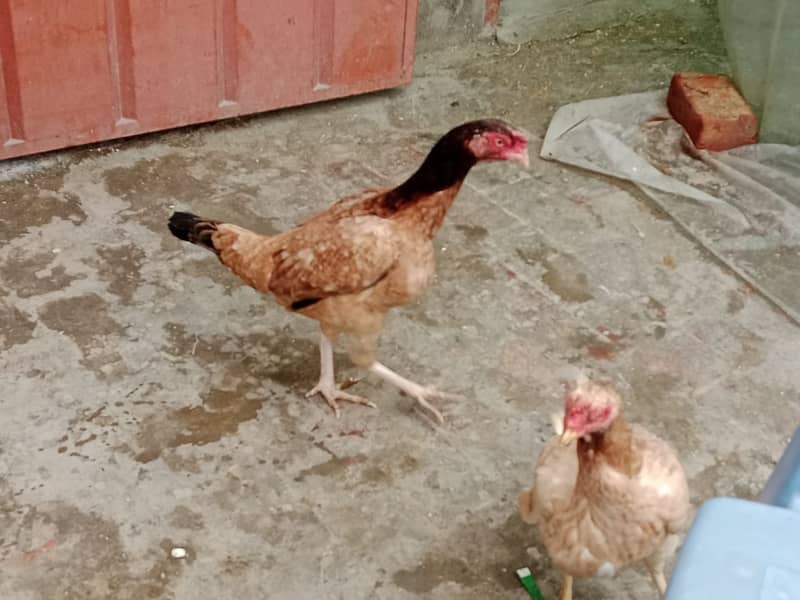 puer mianwali / trio/quality/breeder pair /aseel murgha/pure aseel hen 8