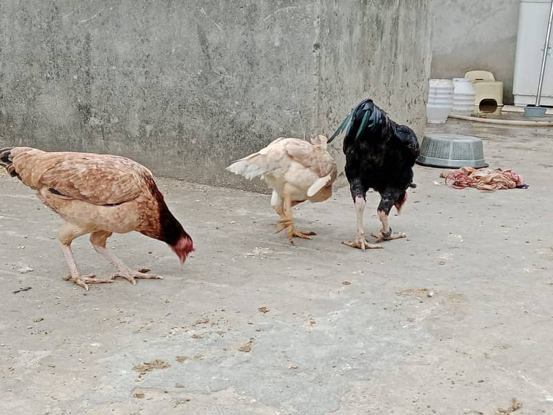 puer mianwali / trio/quality/breeder pair /aseel murgha/pure aseel hen 9