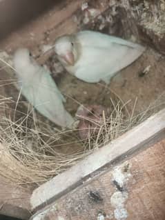 Albino split into Albino split with 4 chicks