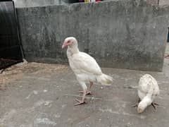 mianwali /thai pathy /quality/white heera /aseel pair/pure aseel hen