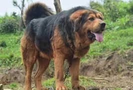 Tibetan mastiff And Bakarwal Dog adult and Puppies available