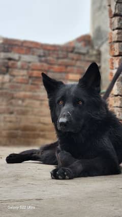 Black Shepherd Female