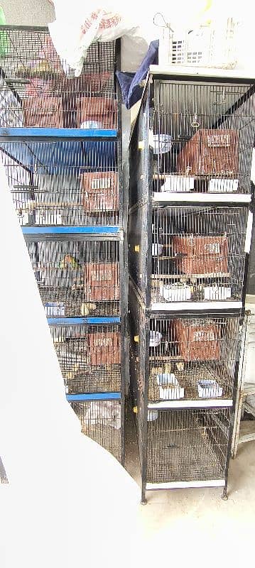 Cages and pairs with chicks + seed pots +boxes All in one go 0