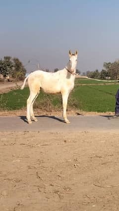 white Horse baby for sale