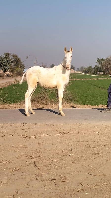 white Horse baby for sale 0