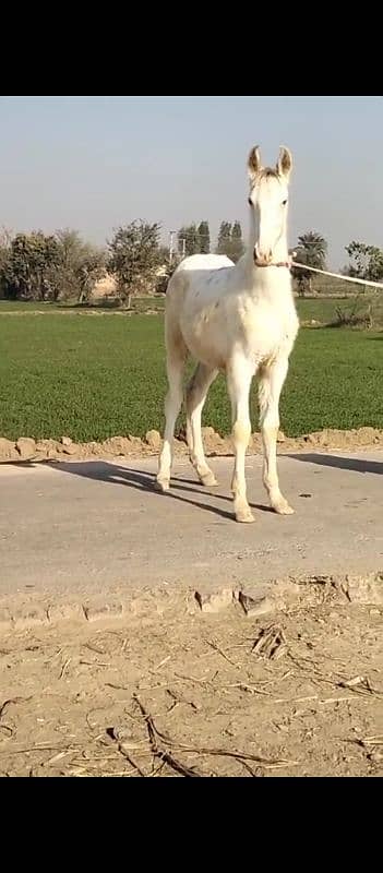 white Horse baby for sale 1