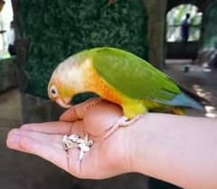 hand tamed , very friendly pineapple conure