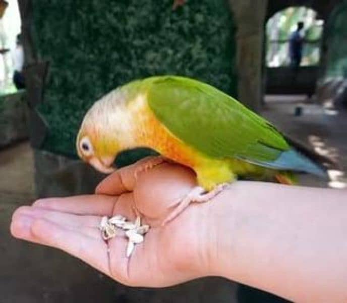 hand tamed , very friendly pineapple conure 0