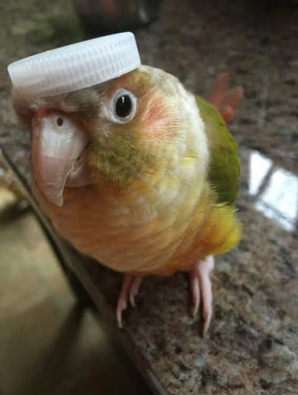 hand tamed , very friendly pineapple conure 1