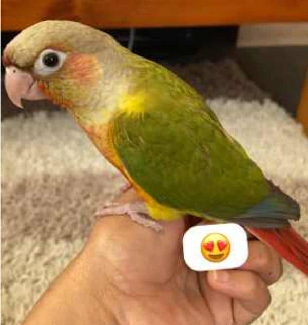 hand tamed , very friendly pineapple conure 2