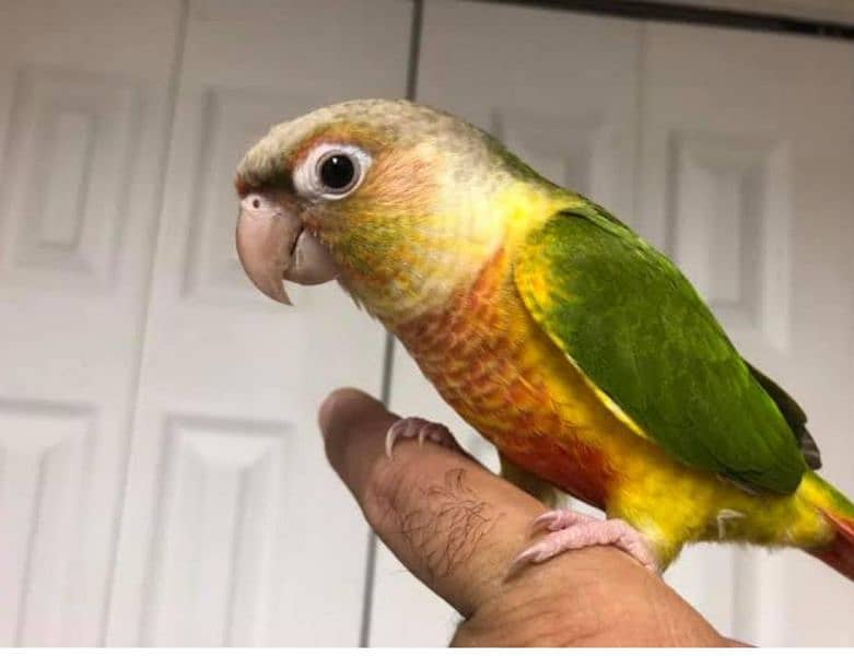 hand tamed , very friendly pineapple conure 3