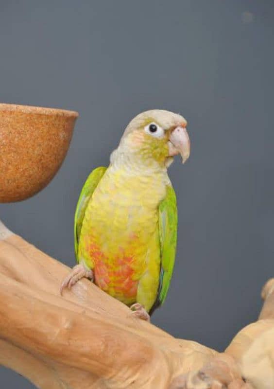 hand tamed , very friendly pineapple conure 4