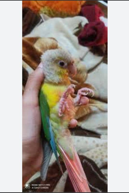 hand tamed , very friendly pineapple conure 5