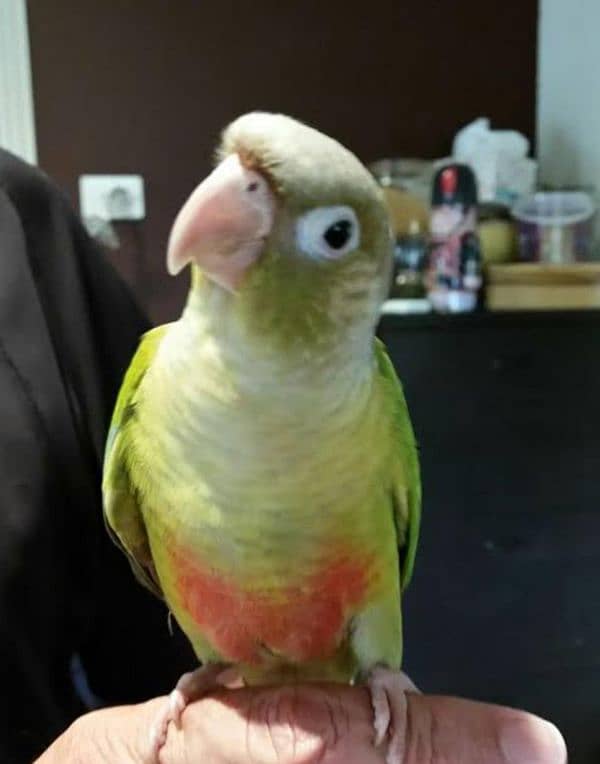 hand tamed , very friendly pineapple conure 6