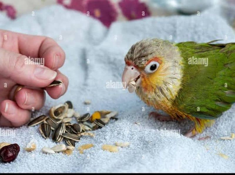 hand tamed , very friendly pineapple conure 8