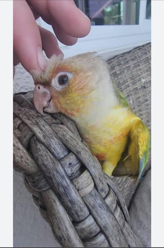 hand tamed , very friendly pineapple conure 9