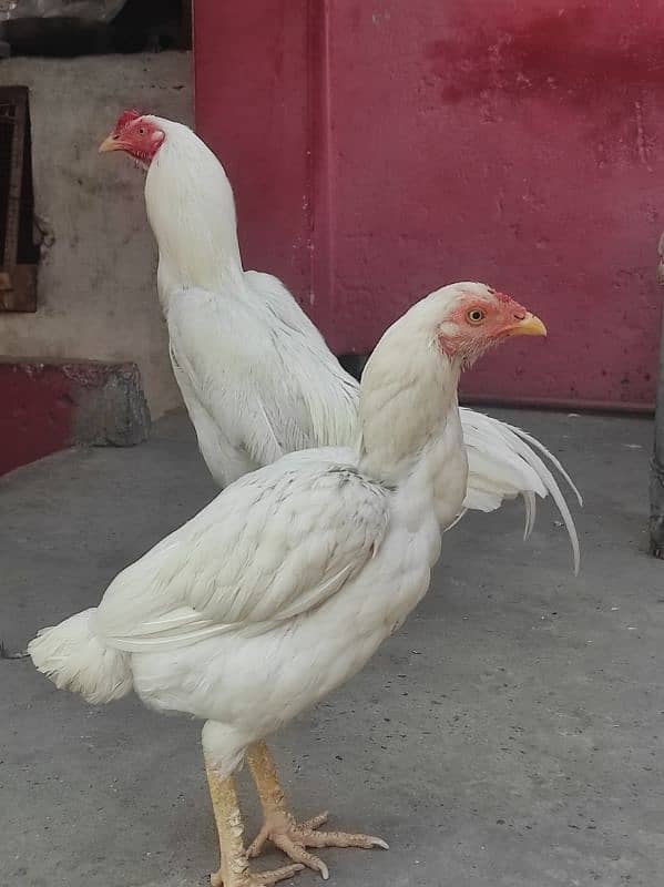 Heera pair for sale 5